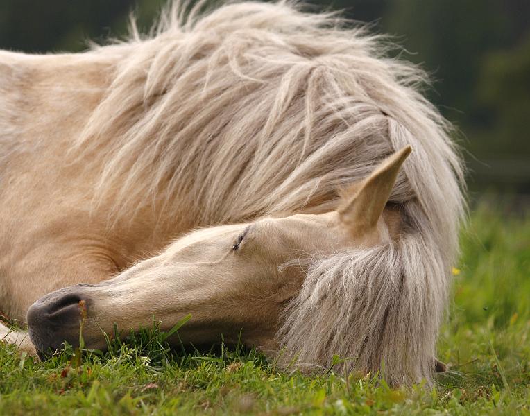 Ljoska von Heidmoor (9).jpg